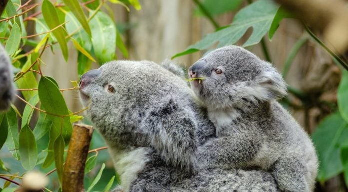 Thousands of koalas feared dead in Australia wildfires