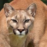 Woman tries to pry open mountain lion’s jaws to save her dog