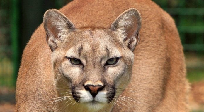 Woman tries to pry open mountain lion’s jaws to save her dog