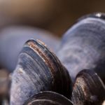 Scientists seeking cause of huge freshwater mussel die-off
