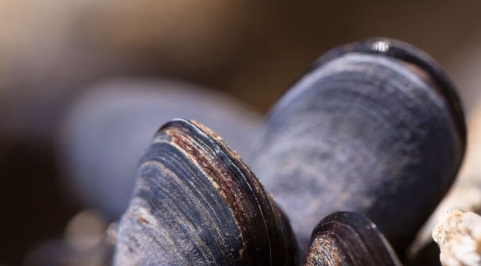 Scientists seeking cause of huge freshwater mussel die-off