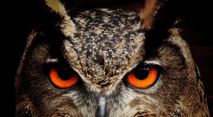 Whoo’s there? Georgia family discovers owl in Christmas tree
