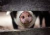 Pork industry sues over California law on animal confinement