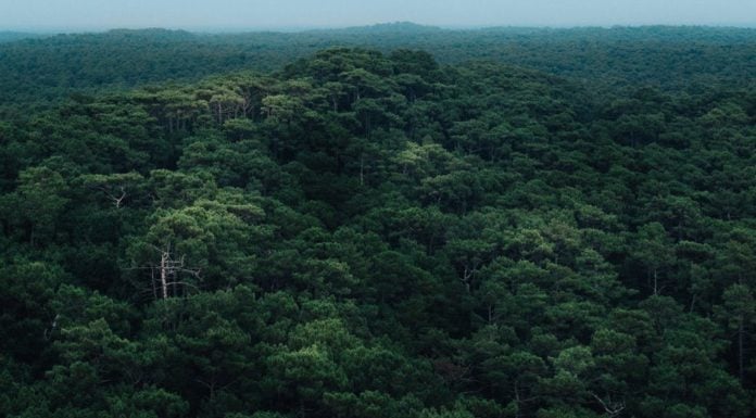 Preservation or development? Brazil’s Amazon at a crossroads