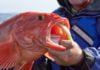 West Coast fishery rebounds in rare conservation ‘home run’