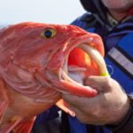 West Coast fishery rebounds in rare conservation ‘home run’
