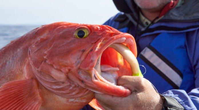 West Coast fishery rebounds in rare conservation ‘home run’