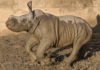 Baby white rhino gets name, frolics in mud at San Diego Zoo Safari Park