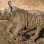 Baby white rhino gets name, frolics in mud at San Diego Zoo Safari Park