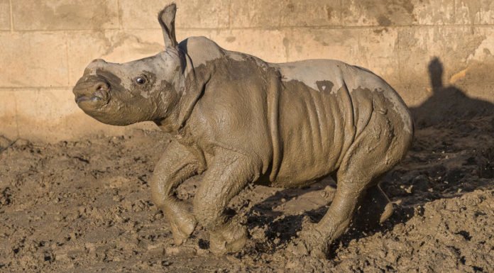 Baby white rhino gets name, frolics in mud at San Diego Zoo Safari Park
