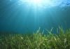 Scientists struggle to save seagrass from coastal pollution