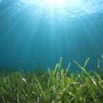 Scientists struggle to save seagrass from coastal pollution