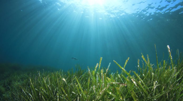 Scientists struggle to save seagrass from coastal pollution