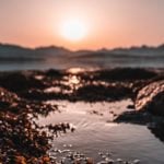 Slippery salvation: Could seaweed as cow feed help climate?