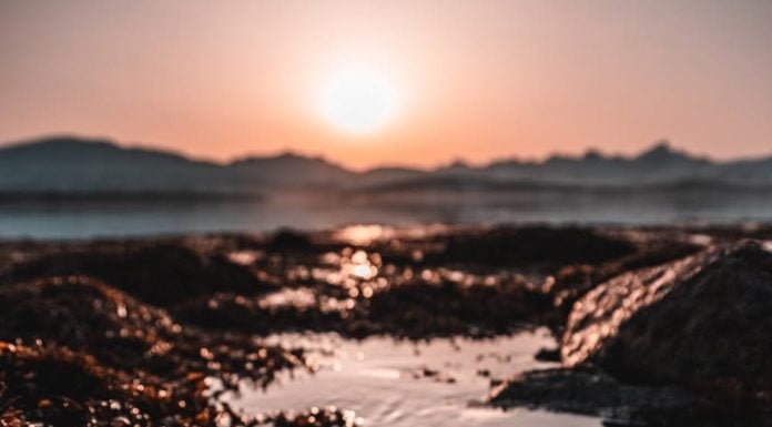 Slippery salvation: Could seaweed as cow feed help climate?