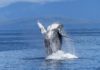 Science Says: Diet plays big role in how huge whales can get