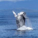 Science Says: Diet plays big role in how huge whales can get