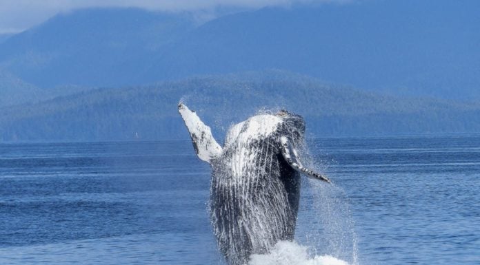 Science Says: Diet plays big role in how huge whales can get