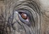 48-year-old elephant euthanized at San Diego Zoo