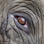 48-year-old elephant euthanized at San Diego Zoo