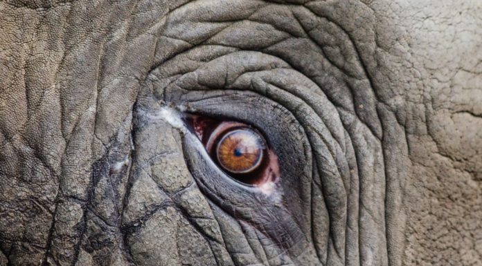 48-year-old elephant euthanized at San Diego Zoo