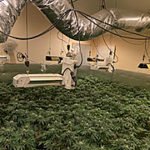 RSO: Illegal marijuana grow discovered at Wildomar home