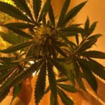 Deputies seize marijuana grow valued at $1M in Lake Elsinore