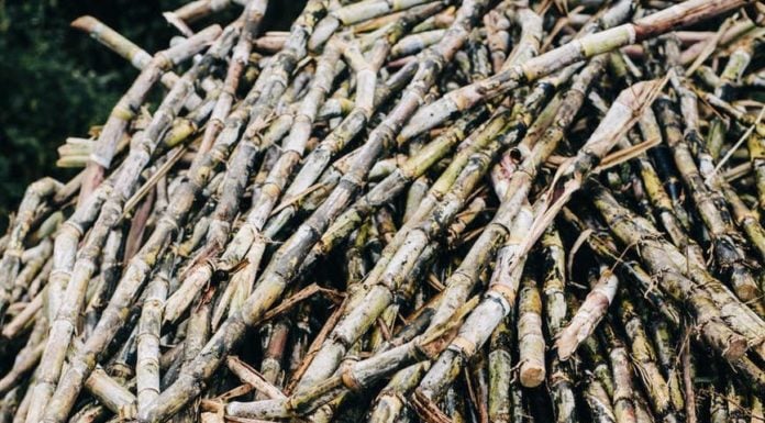 Sugar field burning plagues poor Florida towns with soot
