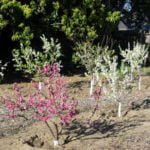 Maddock Ranch Nursery to offer bare root trees