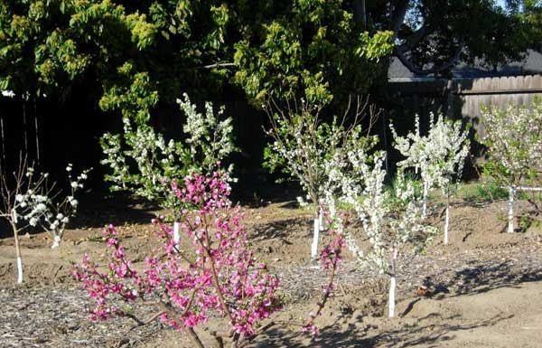 Maddock Ranch Nursery to offer bare root trees
