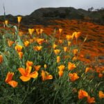 Possible new California Poppy ‘Super Bloom’ could see Walker Canyon trails closing in Lake Elsinore