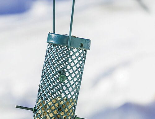 Consider the different types of bird feeders