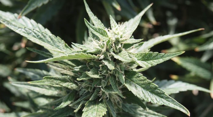 Marijuana grow lights can interfere with electronics