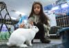 Bunnies abound at Lucky Bunny Rabbit Rescue adoption event
