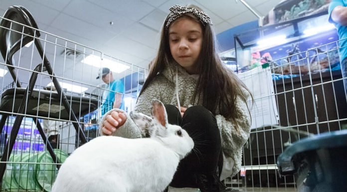 Bunnies abound at Lucky Bunny Rabbit Rescue adoption event