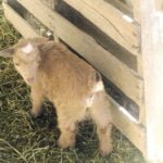 Baby goats frolic in Anza