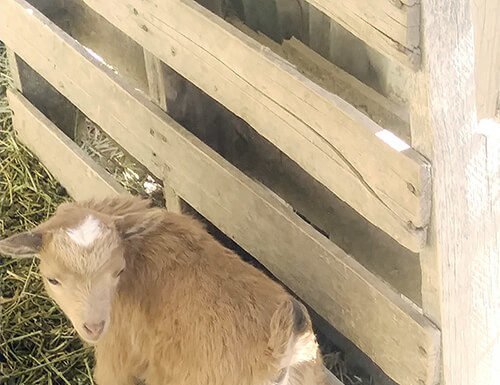 Baby goats frolic in Anza