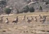 Canada geese invade Lake Riverside Estates
