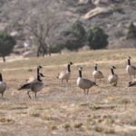 Canada geese invade Lake Riverside Estates