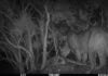 Mountain lion sightings alarm residents Camera footage still of mountain lion