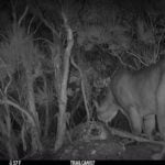 Mountain lion sightings alarm residents Camera footage still of mountain lion