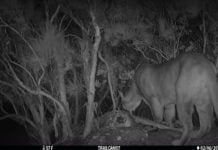 Mountain lion sightings alarm residents Camera footage still of mountain lion