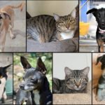 Pets of the Week