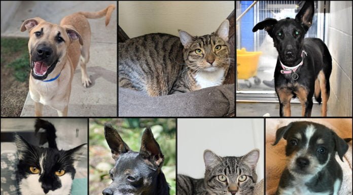 Pets of the Week