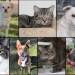 Pets of the Week