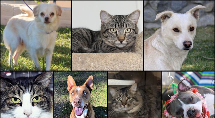 Pets of the Week
