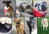Pets of the Week