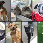 Pets of the Week