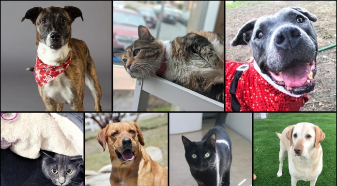 Pets of the Week