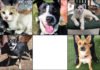Pets of the Weeks